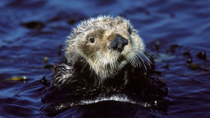 Sea Otters And Climate Change