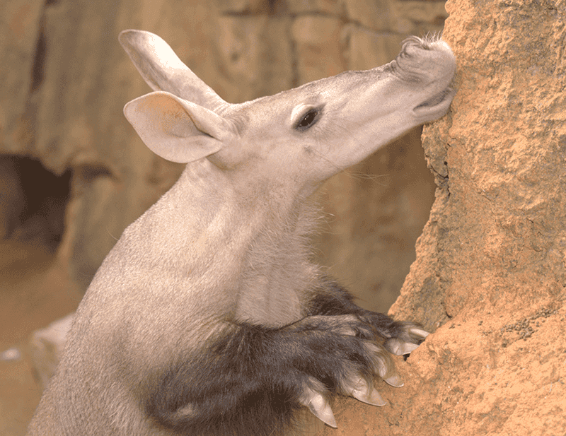 Implications For Paleoenvironmental Reconstruction