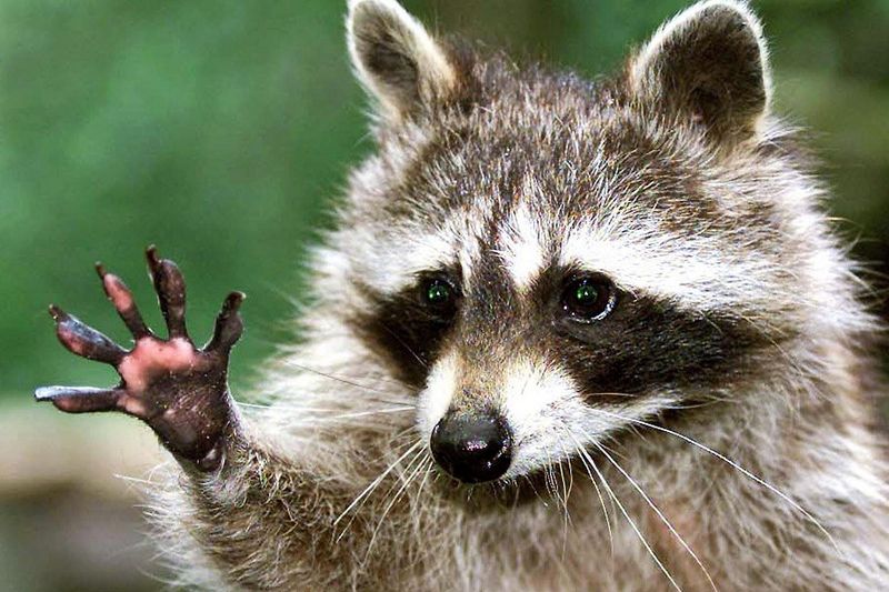 Environmental Pressures That Sparked Smarter Species