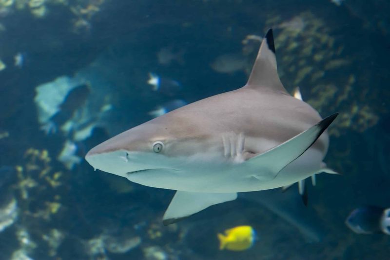 Shark Skeletons Are Built for Constant Motion