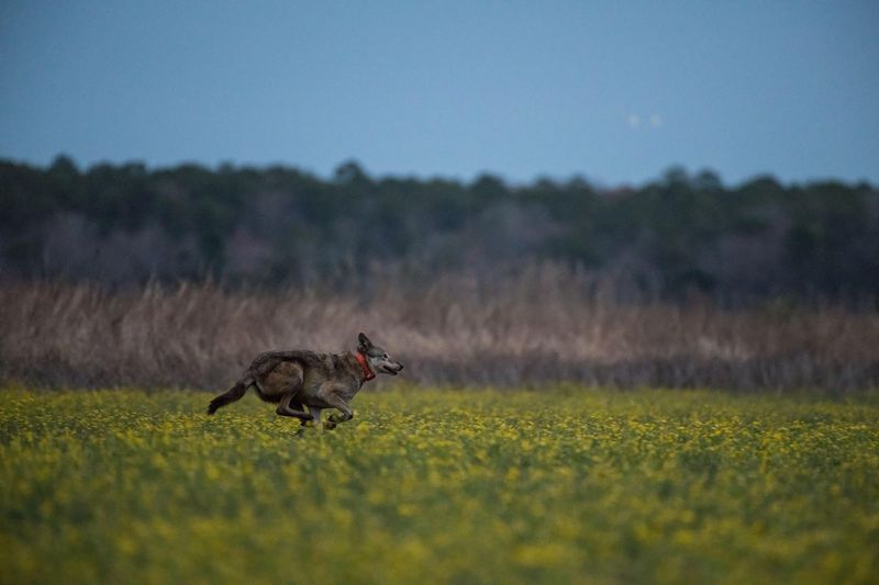 Alligator River National Wildlife Refuge, North Carolina
