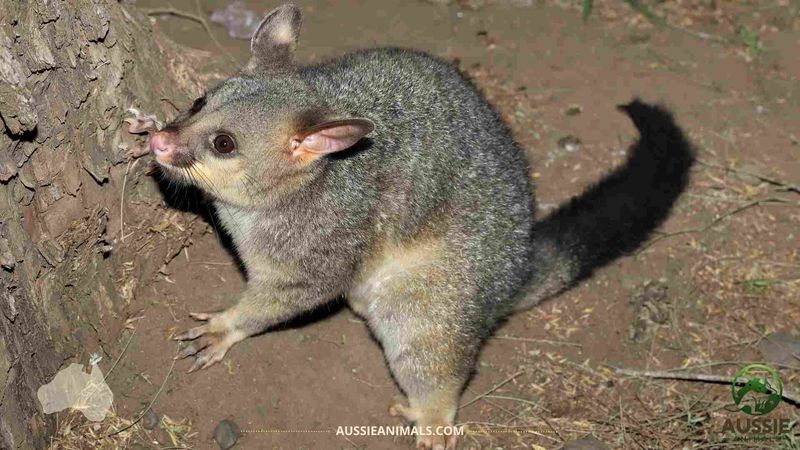 Common Brushtail Possum