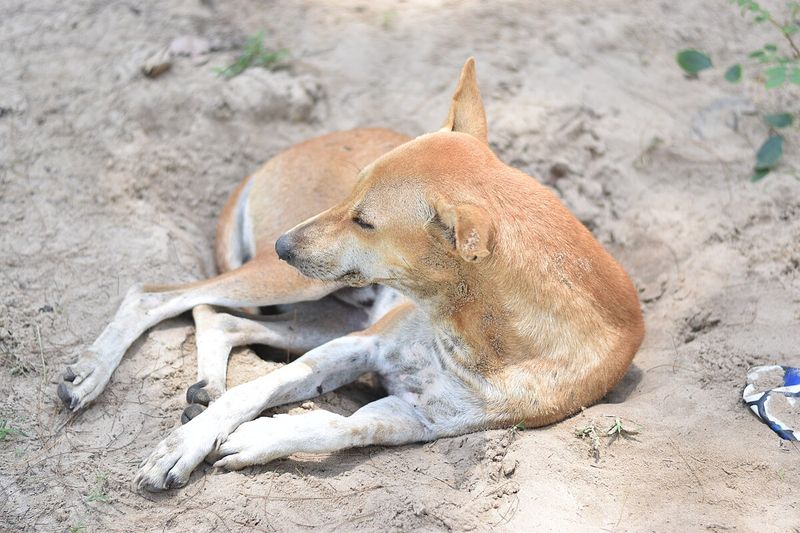 Indian Pariah Dogs – The Subcontinent's Natural Canines