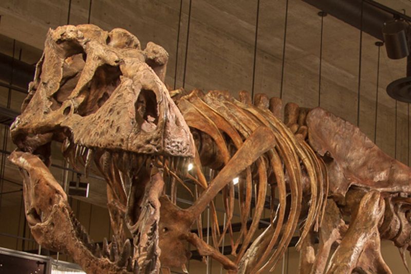The Groundbreaking Discovery Of Blood Vessels In A T-Rex Rib