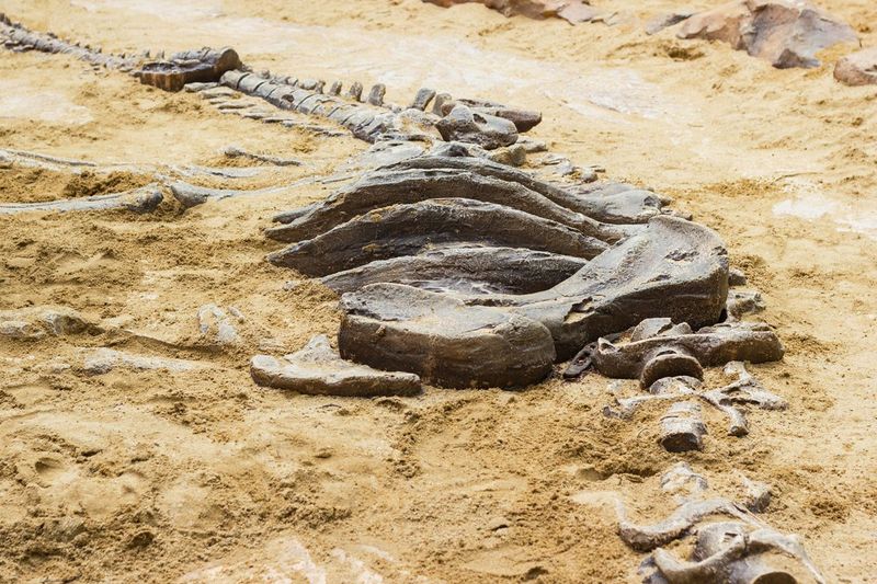 The Discovery Of A Dinosaur Graveyard In The U.S. Heartland