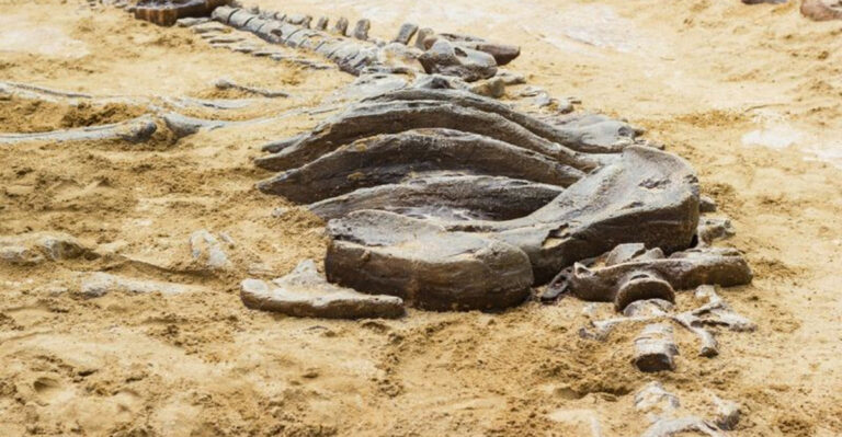 Dinosaur Graveyard Unearthed In U.S. Heartland