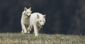 Dire Wolves Brought Back From Extinction Doubled In Size In Just 6 Months