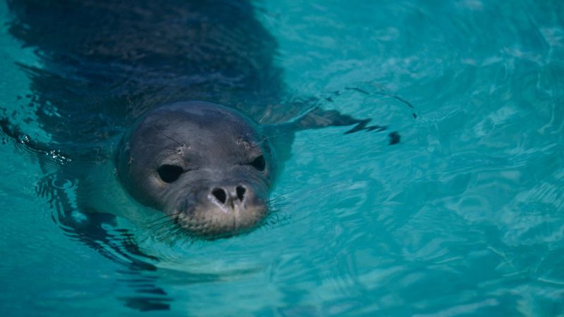 Saving The Smallest Seals