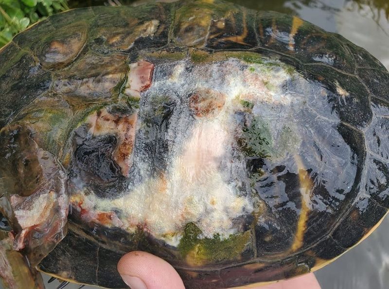 Shell Rot or Pitting