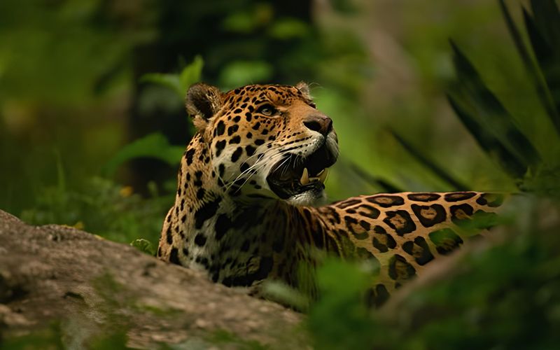 The Jaguar's Saw-like Grunt