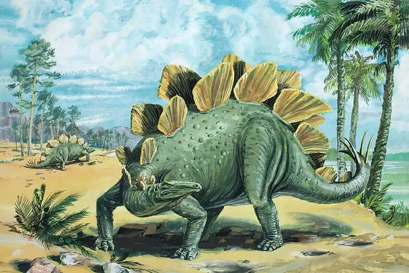 Includes Snout And Braincase Structures