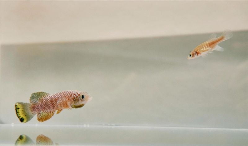 Masters Of Survival In Vanishing Waters