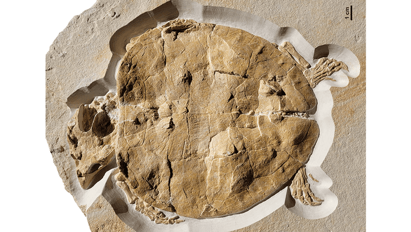 Fossil Belongs To Unknown Turtle Species