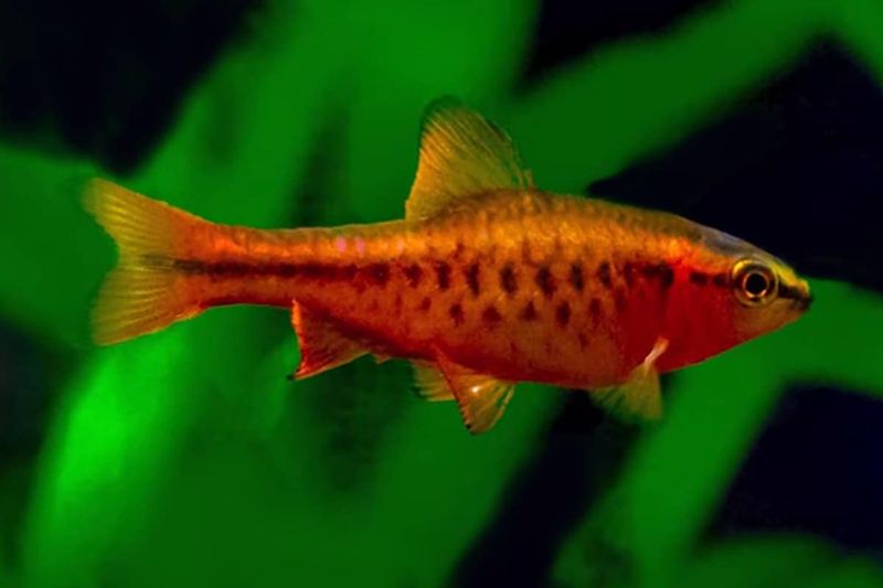 Cherry Barb: The Shy Ruby Gems