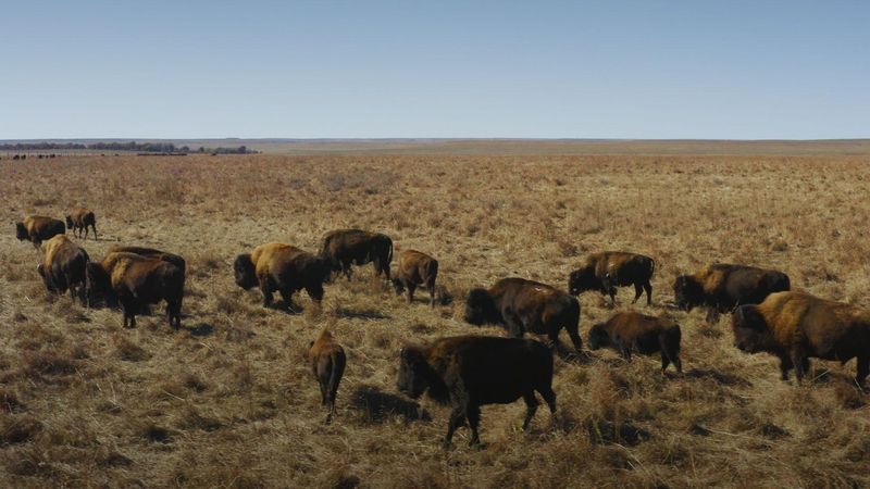 Rewilding Restoration Success
