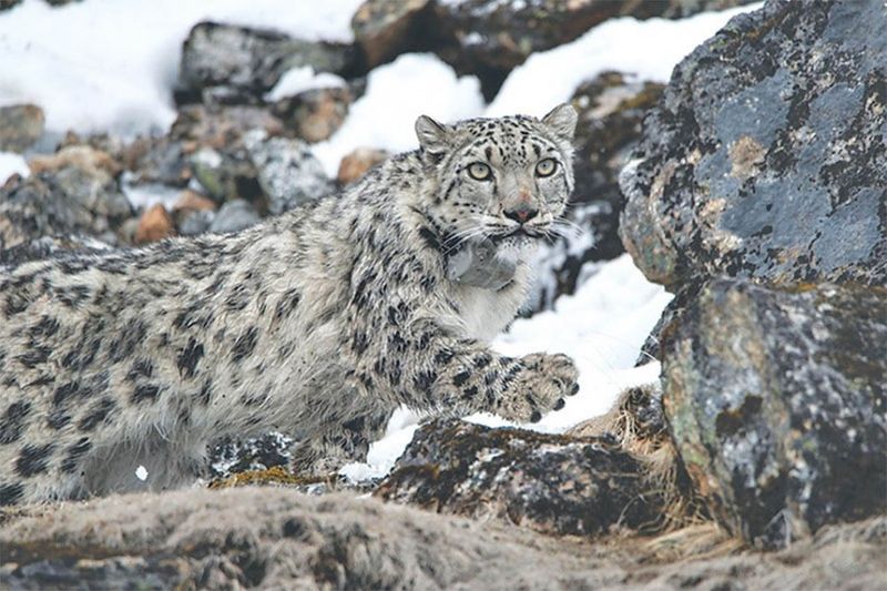 Weakened Conservation Efforts