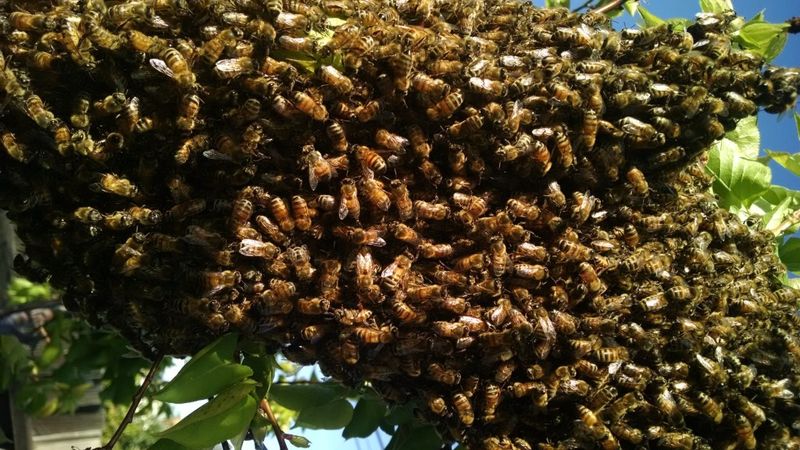 Promotes Bee Overcrowding