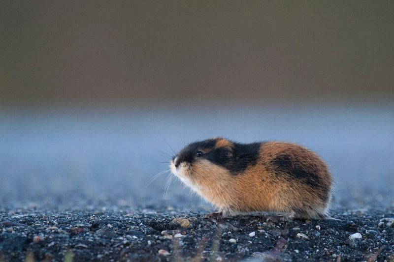 Unique Genetic Mutations Identified