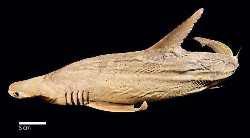 More Vertebrae Help Define The Species