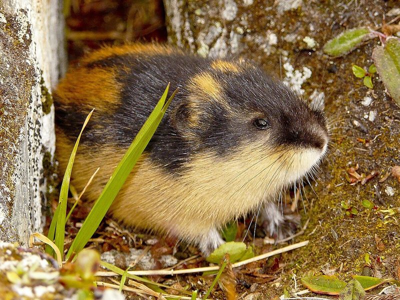 Short Lifespan And High Reproductive Rate