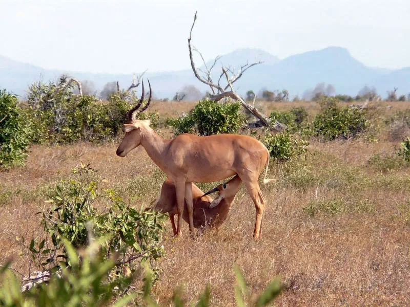 Habitat And Distribution