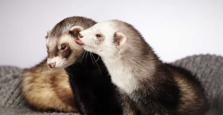 Do Ferrets Need A Friend? 12 Things You Should Know Before Adding Another