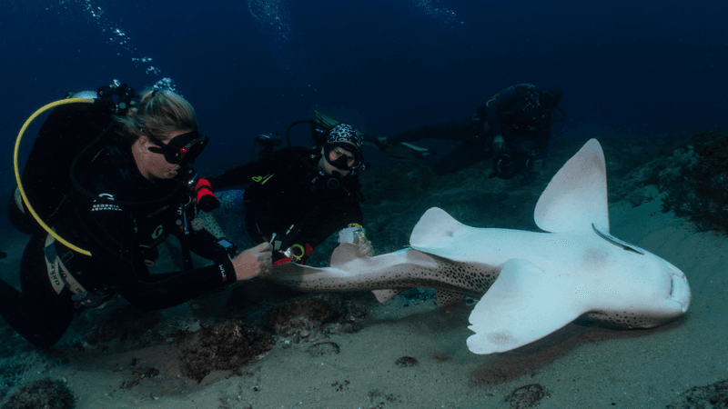 What We Know (And Don't Know) About Sharks' Reaction To Being Upside Down