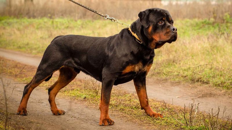 Rottweiler – The Powerful Guardian