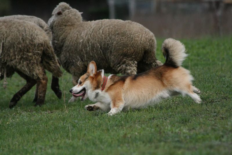 Pembroke Welsh Corgi