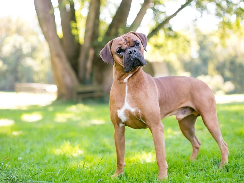 Boxers – Playful Pups With Serious Health Concerns