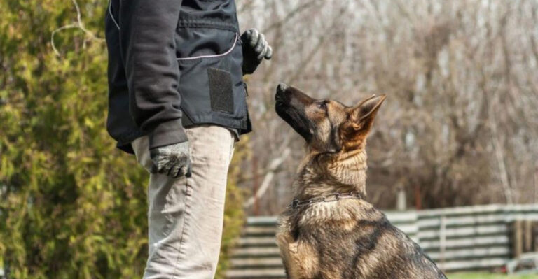 Dog Trainers Share Their Tips On Overcoming Behavioral Problems Through Tone Of Voice