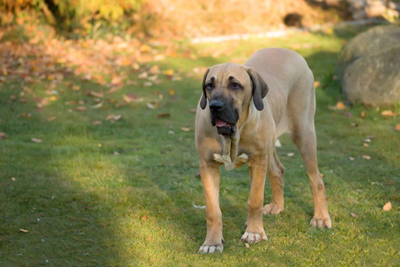 Fila Brasileiro – The Brazilian Tracker