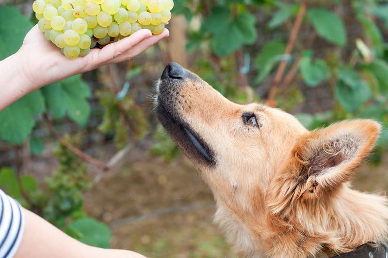 Grapes And Raisins Cause Kidney Failure