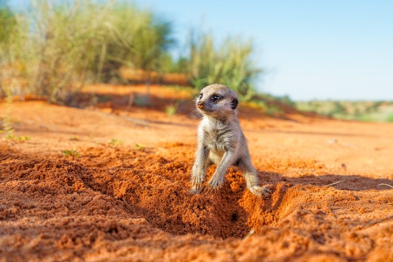Meerkats' Underground Escape