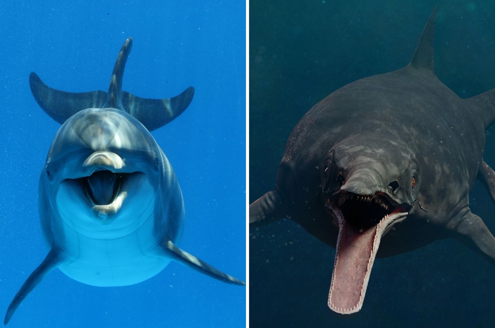 Dolphins And Ichthyosaurs