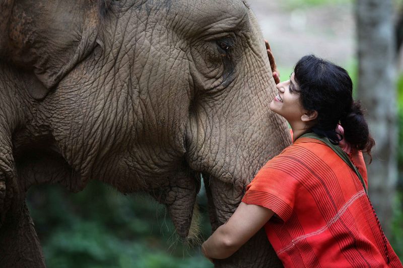 Elephants: Gentle Giants With Long Memories