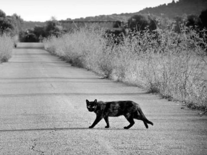 The Black Cat Crossing Path Myth
