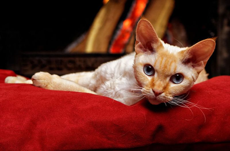 Cornish Rex