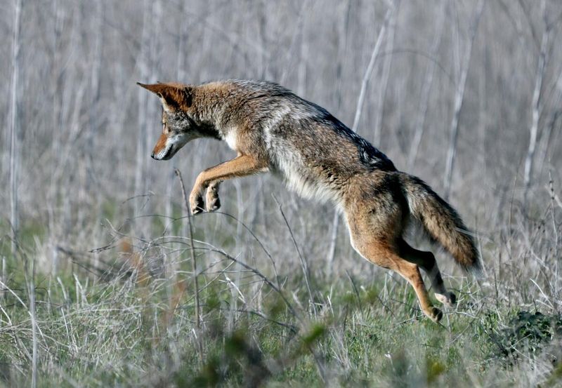 Never Feed Coyotes