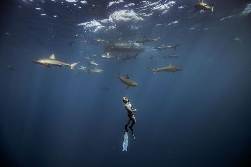 Avoid Swimming At Dawn Or Dusk