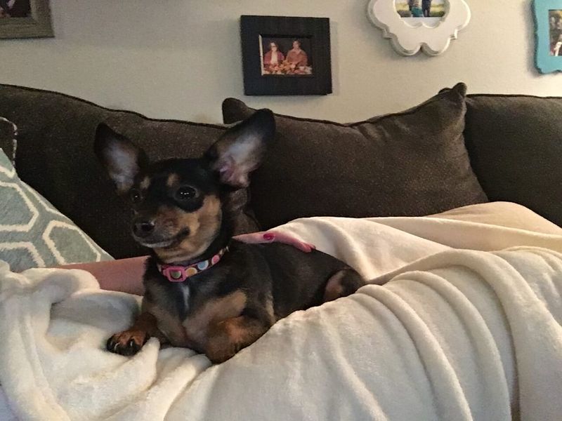Share Adoptable Dogs On Social Media