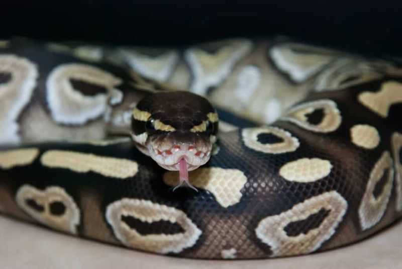 Ball Pythons