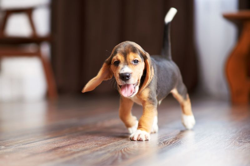 Small Breeds Rarely Linger In Shelters