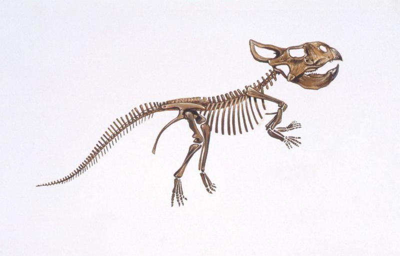 Griffins And Protoceratops: A Fossil-Based Myth?