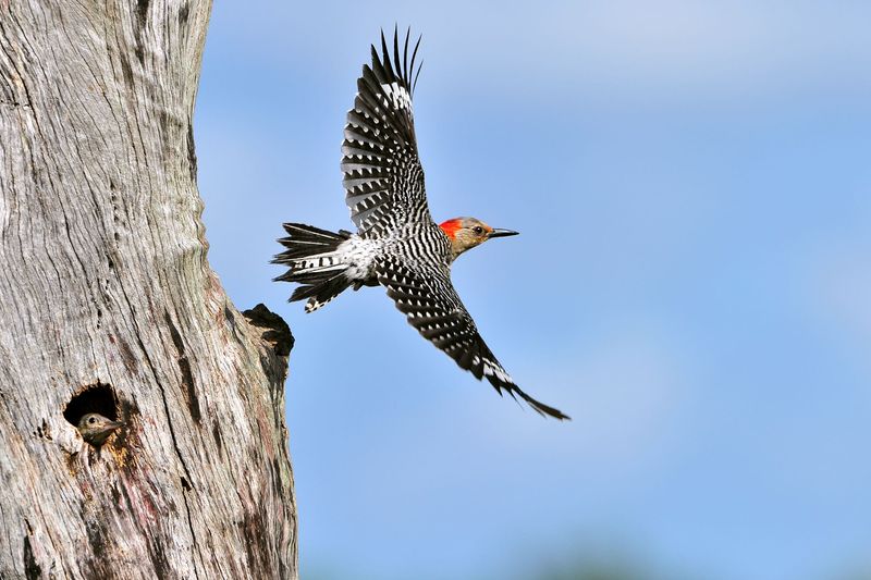 Agile Flight Patterns