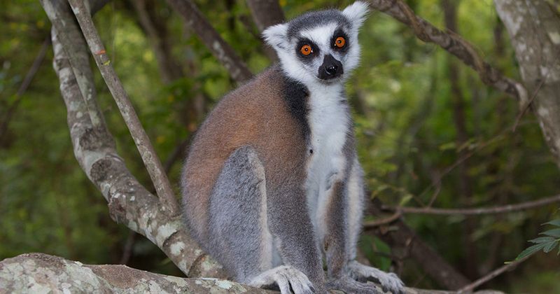 Lemur