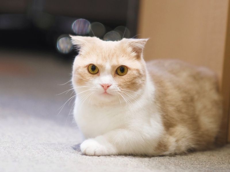 Skookum: The Adorable Lap Warmer