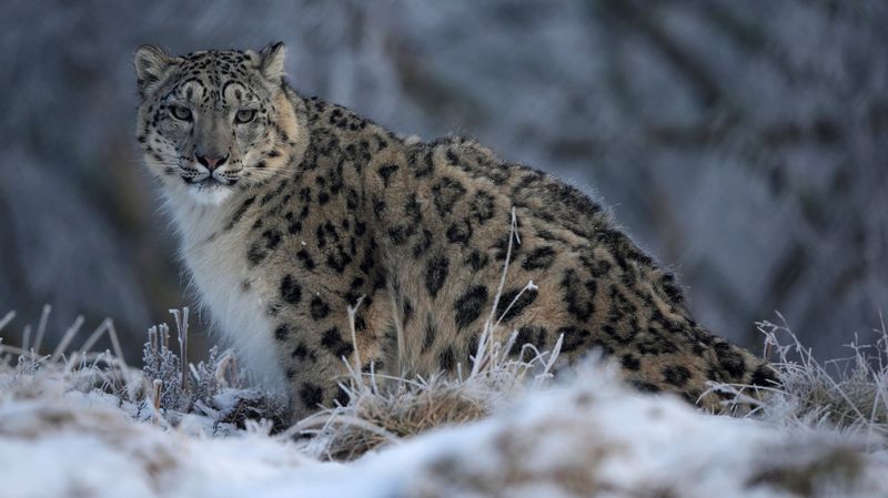 Deadly Human-Wildlife Conflicts