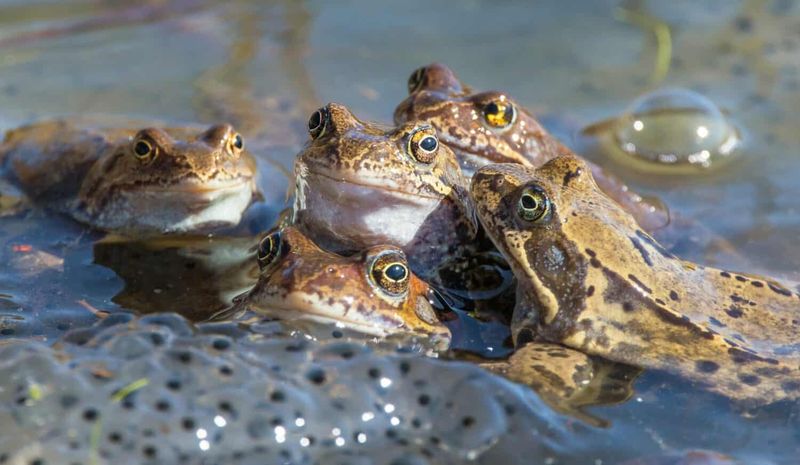 Some Frogs Call In Groups To Attract More Attention