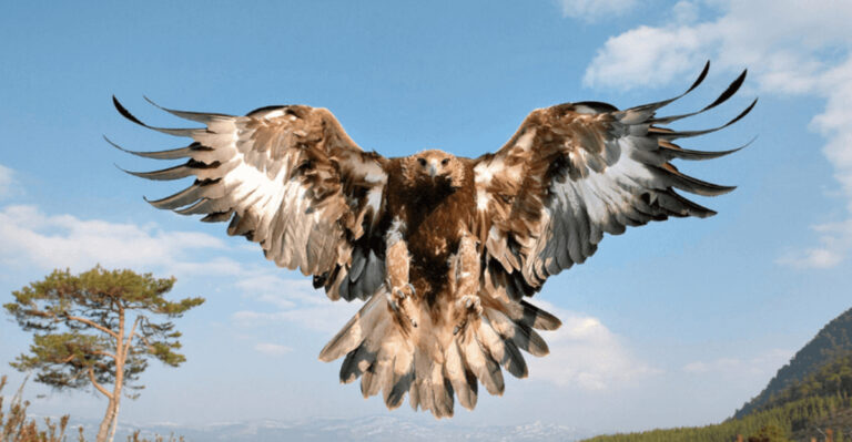 Eagle Sizes: A Look At The Largest Species In The U.S.